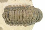 Detailed Crotalocephalina Trilobite - Atchana, Morocco #273872-2